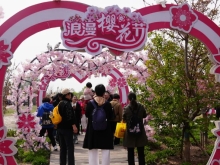 “湖城春漫·衡水寻芳”之旅入选河北省赏花线路