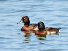 我的名字叫青头潜鸭