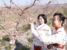 故城大运河畔“桃花之约” 绘就农文旅新图景